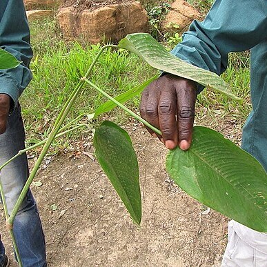 Megaphrynium unspecified picture