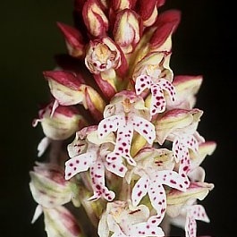 Neotinea ustulata var. aestivalis unspecified picture