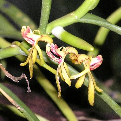 Renanthera histrionica unspecified picture