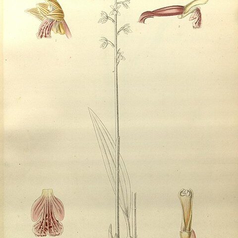Oreorchis unspecified picture