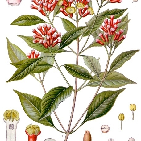 Syzygium aromaticum unspecified picture