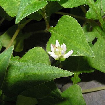 Polygonum runcinatum unspecified picture