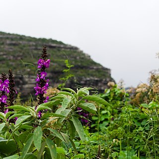 Dioclea unspecified picture