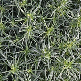 Galium friedrichii unspecified picture
