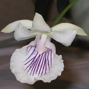Warczewiczella amazonica unspecified picture