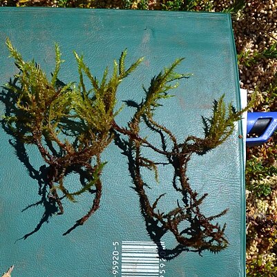 Acrocladium unspecified picture