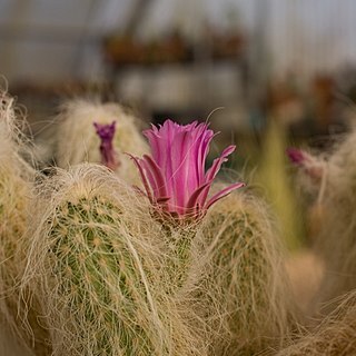 Echinocereus longisetus unspecified picture