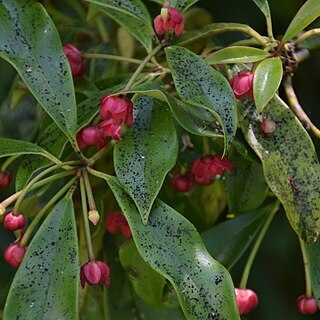 Illicium lanceolatum unspecified picture