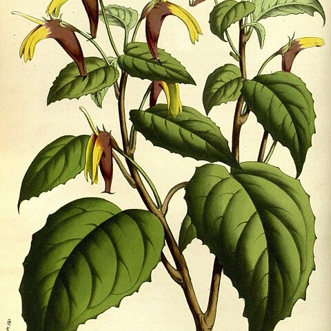 Heterotoma unspecified picture