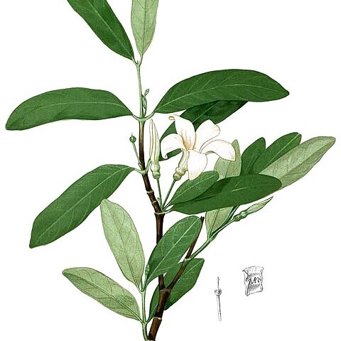 Kibatalia arborea unspecified picture