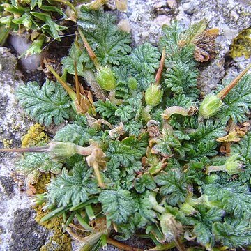 Erodium maritimum l'hér. ex unspecified picture