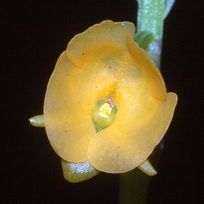Crepidium quadrilobum unspecified picture