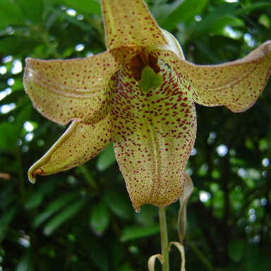 Lilium sempervivoideum unspecified picture