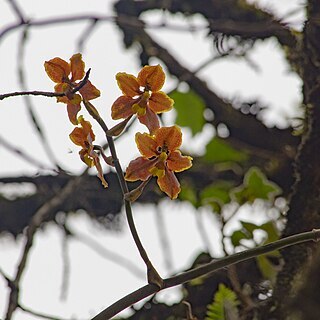 Cyrtochilum diceratum unspecified picture
