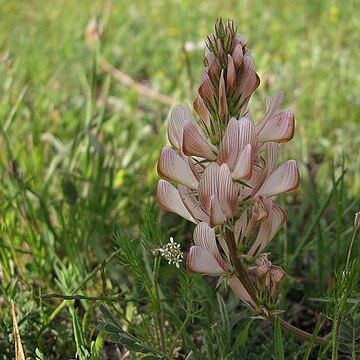 Onobrychis humilis subsp. matritensis unspecified picture