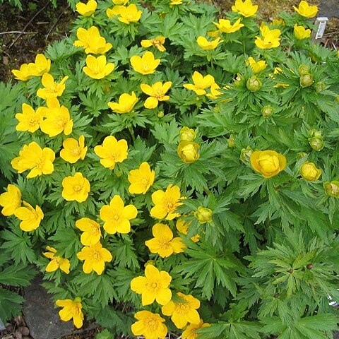 Trollius ranunculinus unspecified picture