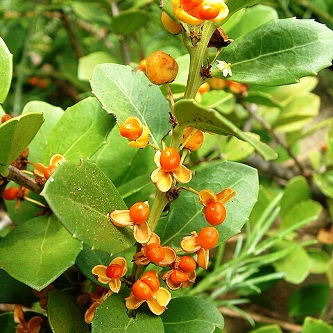Maytenus procumbens unspecified picture