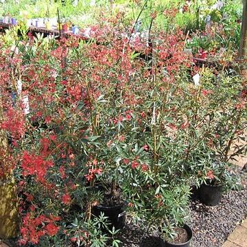 Ceratopetalum unspecified picture