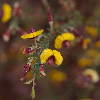 Gastrolobium acutum unspecified picture