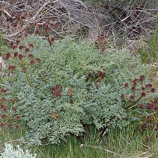 Lomatium dissectum unspecified picture