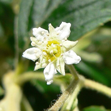 Holodiscus argenteus unspecified picture