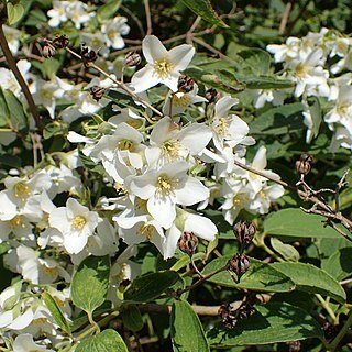 Philadelphus subcanus unspecified picture
