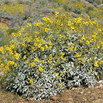 Encelia unspecified picture