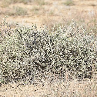 Salsola arbuscula unspecified picture
