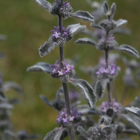 Marrubium astracanicum unspecified picture