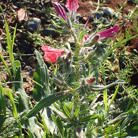 Echium horridum unspecified picture
