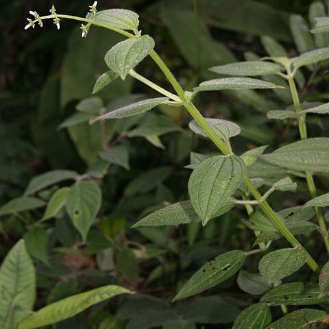 Aciotis unspecified picture