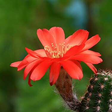 x Chamaelopsis unspecified picture