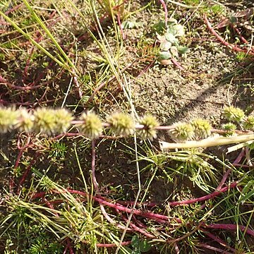 Elytrophorus spicatus unspecified picture