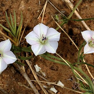 Convolvulus sagittatus unspecified picture