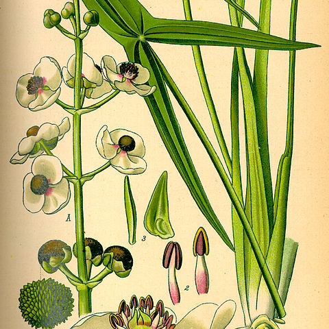 Sagittaria unspecified picture