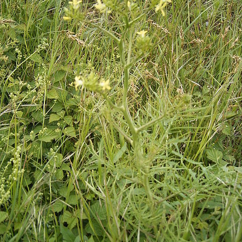 Sisymbrium unspecified picture