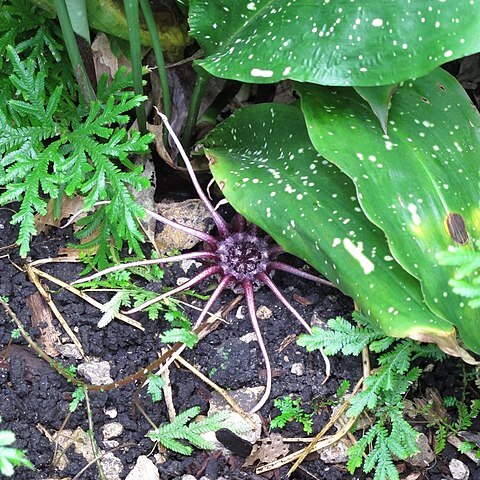 Aspidistra grandiflora unspecified picture