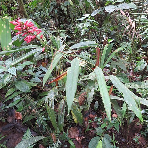 Renealmia sessilifolia unspecified picture