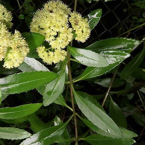 Hylotelephium verticillatum unspecified picture