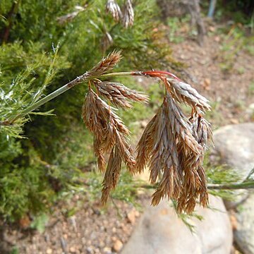 Thamnochortus unspecified picture