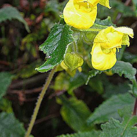 Calceolaria lamiifolia unspecified picture