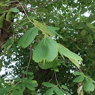 Celtis koraiensis unspecified picture