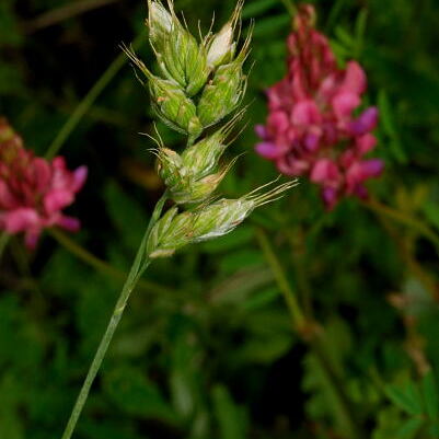 Bromus interruptus unspecified picture