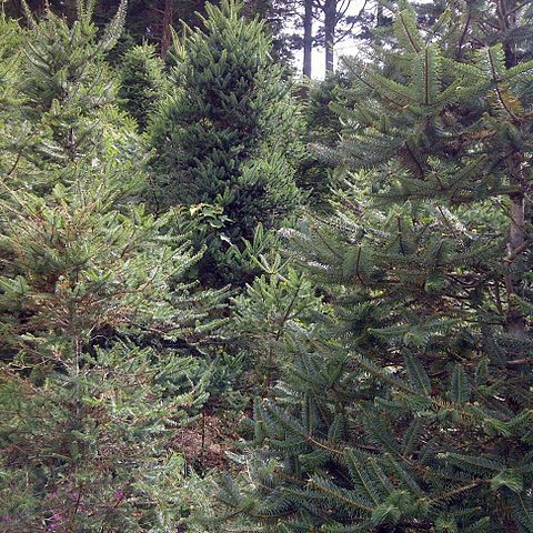 Abies guatemalensis unspecified picture