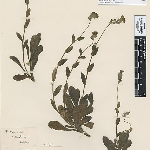 Myosotis amabilis unspecified picture