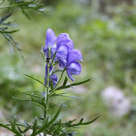 Aconitum angustifolium unspecified picture