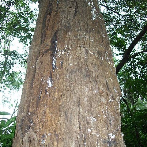 Eucalyptus angophoroides unspecified picture