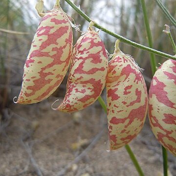 Astragalus ceramicus unspecified picture