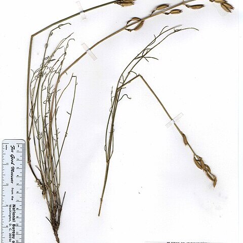 Astragalus arrectus unspecified picture