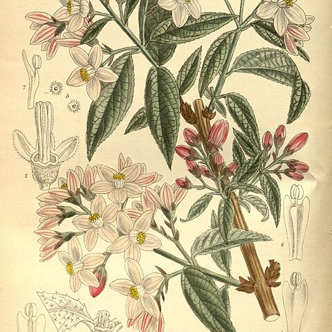 Deutzia longifolia unspecified picture